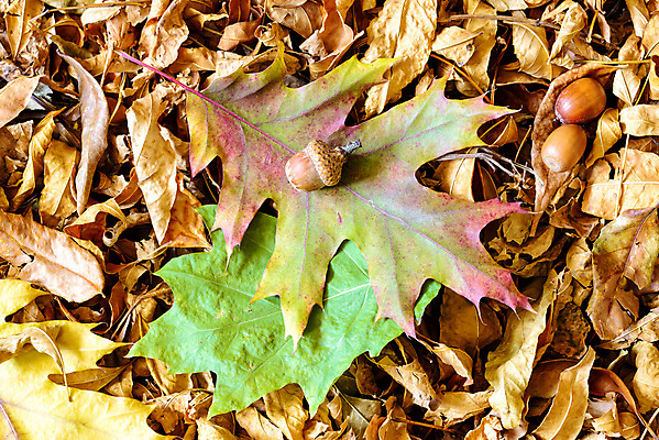 포토 JPG 해외이미지 계절 잎 오렌지 자연 건조 사람없음 빨간색 초록색 컬러풀 노란색 활발 가을 황금 닫기 숲 9월 질감 도토리 10월 해외202008 해외포토 식물 컬러 컨셉 과일 모션 견과류 날짜 생태계 파일형식
