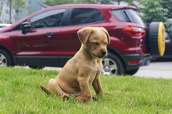 포토 JPG 해외이미지 동물 응시 행복 포유류 자연 사람없음 야외 반려동물 갈색 머리 개 리트리버 강아지 래브라도리트리버 혀 사냥개 송곳니 기르기 해외202008 해외포토 시선 감정 컬러 신체부위 입 치아 생태계 돌봄 파일형식