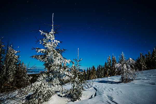 포토 JPG 해외이미지 나무 계절 별 과학 백그라운드 겨울 자연 하늘 휴가 불꽃 산 풍경 사람없음 파란색 우주 환경 검은색 어둠 꿈 안개 야간 숲 달빛 언덕 코스모스 서리 은하계 점성술 공상 마법 전나무 별빛 성운 내추럴 깊이 절정 가문비나무 해외202008 해외포토 자연요소 식물 꽃 컬러 불 날씨 빛 달 생태계 파일형식