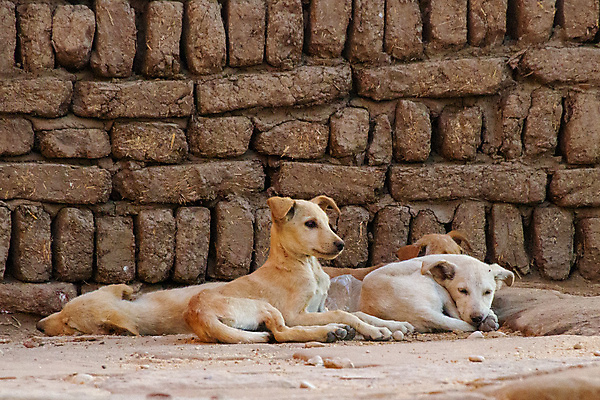 포토 JPG 해외이미지 동물 공원 야생동물 백그라운드 포유류 아프리카 자연 휴식 털 이집트 앉기 사람없음 야외 반려동물 갈색 머리 흰색 사찰 개 작음 육식동물 내추럴 해외202008 해외포토 공공시설 나라 컬러 컨셉 종교건축 모션 신체부위 크기 생태계 파일형식