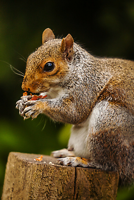 포토 JPG 해외이미지 나무 동물 공원 야생동물 음식 포유류 자연 수염 털 관리 서기 사람없음 야외 초록색 울타리 식사 회색 견과류 관찰 잡기 입 설치류 숲 작음 모피 먹기 배고픔 꼬리 다람쥐 귀 경보 동물상 해외202008 해외포토 식물 공공시설 컬러 모션 신체부위 담장 조형물 크기 생태계 파일형식