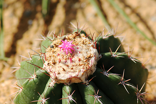 포토 JPG 해외이미지 식물 디자인 꽃 백그라운드 잎 꽃무늬 패턴 자연 선인장 주택 선물 사랑 사람 사람없음 장식 초록색 여름 노란색 정원 놀이방 카페 사막 성장 흰색 가시 냄비 작음 묘사 질감 날카로움 내추럴 해외202008 해외포토 계절 감정 컬러 무늬 건물 상점 솥 크기 생태계 파일형식