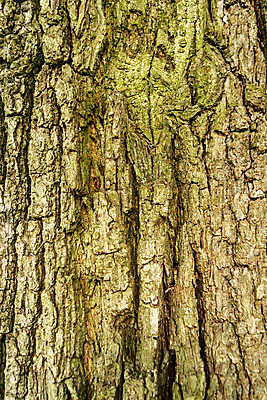 포토 JPG 해외이미지 계절 선 컨셉 자연 건조 사람없음 야외 목재 컬러풀 환경 힘 닫기 큼 묘사 질감 심플 나무껍질 잡동사니 생태학 막 해외202008 해외포토 나무 교육 컬러 재료 모션 껍질 크기 생태계 파일형식