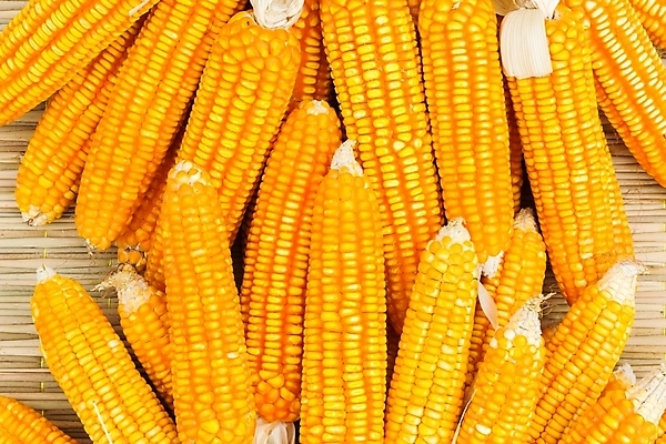 포토 JPG 해외이미지 식물 동물 문화 음식 농업 채소 과일 자연 건조 기술 건강 옥수수 씨앗 사람없음 야외 장식 여름 농작물 농장 노란색 수확 껍질 가을 그룹 시장 황금 농부 혼합 먹이 시리얼 먹기 유기농 질감 흙더미 내추럴 수유 해외202008 해외포토 직업 웰빙 계절 산업 컬러 모션 곡류 흙 생태계 파일형식 더미