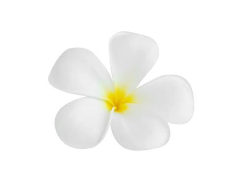 포토 JPG 해외이미지 식물 디자인 꽃잎 꽃 분홍색 백그라운드 잎 꽃무늬 자연 휴식 멕시코 사람없음 장식 초록색 노란색 정원 스파 낭만 벚꽃 흰색 개화 우아함 호주 콜롬비아 이슬 향수 하와이 냄새 발리 인도네시아 환영 고립 엘리먼트 이국적 하와이인 해외202008 해외포토 외국인 아시아 컬러 섬 컨셉 북아메리카 무늬 미국 화장품 남아메리카 오세아니아 생태계 파일형식