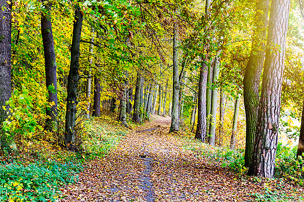 포토 JPG 해외이미지 나무 식물 계절 공원 도로 길 백그라운드 잎 오렌지 자연 벽지 날씨 풍경 사람없음 야외 목재 빨간색 초록색 빛 컬러풀 갈색 노란색 환경 활발 안개 가을 시골 신선 황금 저녁 숲 신비 오솔길 10월 내추럴 해외202008 해외포토 공공시설 컬러 컨셉 과일 재료 교통시설 날짜 야간 생태계 파일형식