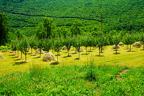 포토 JPG 해외이미지 유럽 도로 여행 자연 하늘 산 풍경 초원 사람없음 야외 초록색 여름 파란색 계곡 시골 건초더미 북쪽 뭉치 내추럴 몬테네그로 발칸반도 해외202008 해외포토 계절 나라 길 컬러 교통시설 건초 방향 생태계 파일형식 더미