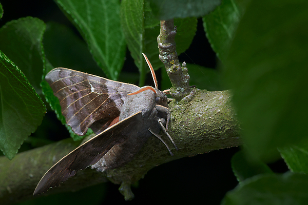 포토 JPG 해외이미지 나무 식물 동물 응시 곤충 잎 날개 오렌지 자연 앉기 성인 사람없음 갈색 정원 보라색 회색 나뭇가지 점 야간 큼 솜털 나방 미루나무 특별함 오싹 해외202008 해외포토 자연요소 시선 컬러 컨셉 과일 모션 사람 크기 생태계 파일형식