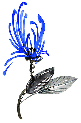 포토 JPG 해외이미지 나무 식물 계절 꽃잎 꽃 줄기 잎 꽃무늬 일러스트 자연 수채화 잉크 미술 동양인 사람없음 장식 여름 파란색 정원 일본 중국 봄 벚꽃 나뭇가지 붓 개화 그림 동쪽 묘목 핸드메이드 해외202008 해외포토 아시아 컬러 무늬 문화예술 인종 방향 생태계 파일형식