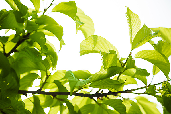 포토 JPG 해외이미지 나무 식물 공원 자연 불꽃 사람없음 야외 초록색 빛 환경 정원 봄 흰색 묘사 반대 해외202008 해외포토 계절 공공시설 컬러 불 생태계 파일형식