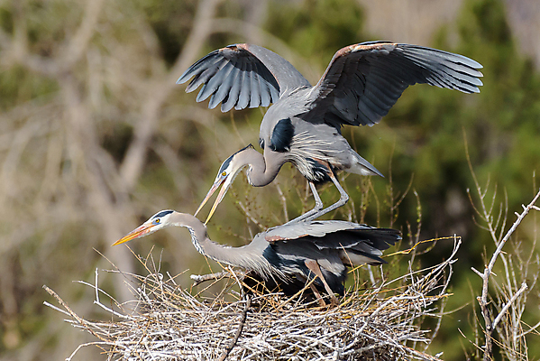 포토 JPG 해외이미지 동물 여자 남자 호수 야생동물 날개 조류 하늘 사람없음 물 파란색 노란색 수영 비행 연못 쌍 막대기 둥지 주식 큼 왜가리 깃털 부리 사냥꾼 목 콜로라도 해외202008 해외포토 자연요소 직업 컬러 사람 신체부위 금융 미국 수상스포츠 크기 파일형식