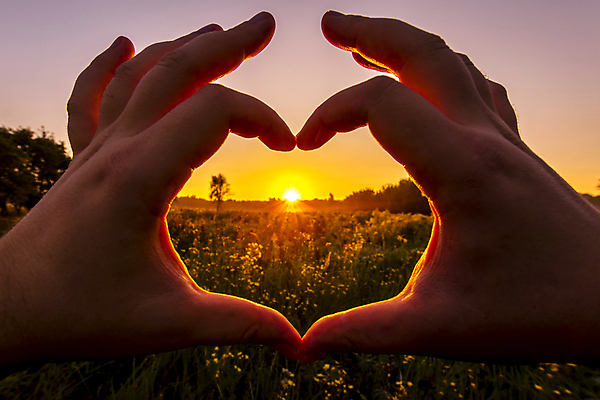 포토 JPG 해외이미지 손 꽃밭 풍경 잔디 신체부위 햇빛 일몰 풀 감성 손하트 해외202008 해외포토 식물 꽃 컨셉 사람 손짓 태양 노을 파일형식