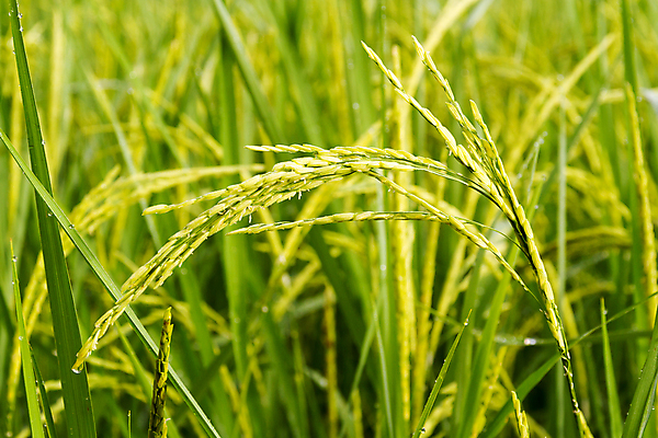 포토 JPG 해외이미지 식물 계절 아시아 음식 백그라운드 잎 농업 태국 자연 밥 새로움 건조 씨앗 동양인 풍경 사람없음 야외 초록색 경제 농작물 농장 수확 성장 껍질 시골 황금 농부 낟알 시리얼 묘사 유기농 귀 내추럴 논밭 밭일 숙성 해외202008 해외포토 직업 웰빙 나라 산업 컬러 컨셉 밭 논 인종 신체부위 생태계 파일형식