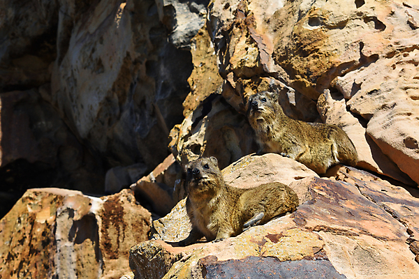 포토 JPG 해외이미지 동물 커플 응시 여유 야생동물 백그라운드 포유류 자연 털 사람없음 야외 가로 햇빛 갈색 머리 환경 사진촬영 쌍 입 설치류 질감 부드러움 사암 주둥이 서식지 내추럴 남아프리카 해외202008 해외포토 시선 감정 컬러 관계 아프리카 신체부위 태양 촬영 돌_바위 감각 생태계 파일형식