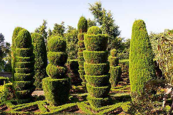 포토 JPG 해외이미지 나무 식물 계절 공원 유럽 자연 풍경 사람없음 야외 장식 초록색 여름 환경 와인 정원 봄 숲 포르투갈 원예 내추럴 해외202008 해외포토 공공시설 나라 컬러 주류 취미 생태계 파일형식