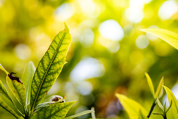 포토 JPG 해외이미지 나무 식물 디자인 계절 백그라운드 컨셉 잎 패턴 자연 벽지 추상 사람없음 초록색 빛 햇빛 태양 우주 환경 정원 맑음 봄 성장 신선 에코 유기농 질감 보케 부드러움 내추럴 블러 생태학 그리너리 해외202008 해외포토 자연요소 웰빙 교육 컬러 무늬 날씨 감각 생태계 파일형식 트랜드컬러