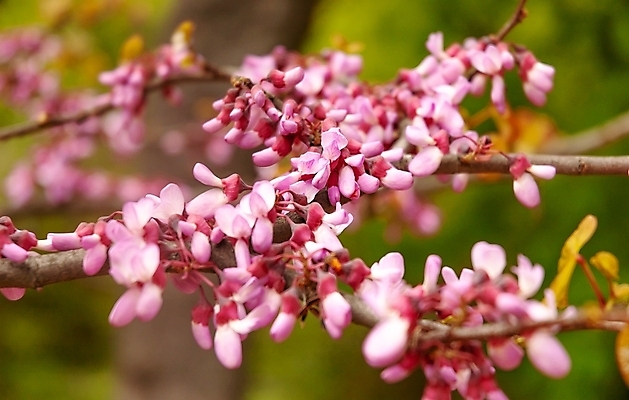 포토 JPG 해외이미지 나무 식물 계절 공원 꽃잎 꽃 백그라운드 잎 꽃무늬 패턴 자연 사람없음 야외 장식 초록색 여름 컬러풀 노란색 정원 봄 낭만 수확 성장 벚꽃 흰색 나뭇가지 신선 개화 다발 원예 내추럴 해외202008 해외포토 공공시설 컬러 컨셉 무늬 농업 취미 생태계 파일형식