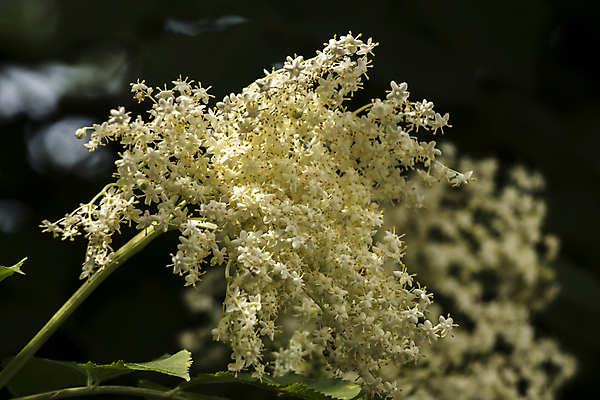 포토 JPG 해외이미지 나무 식물 꽃 백그라운드 자연 건강 사람없음 초록색 약 노란색 정원 벚꽃 흰색 나뭇가지 신선 개화 허브 관목 내추럴 해외202008 해외포토 컬러 의학 생태계 파일형식