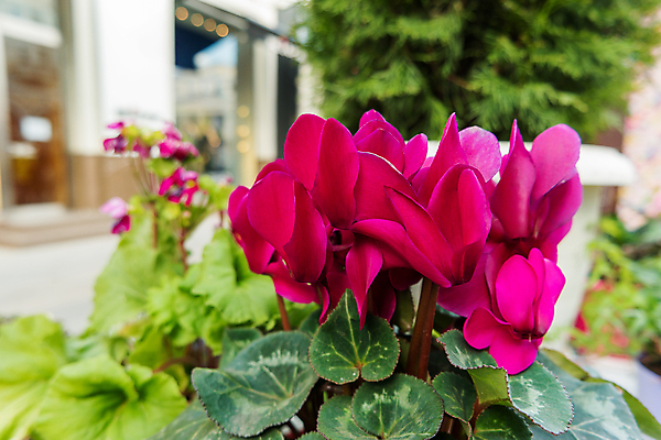 포토 JPG 해외이미지 식물 꽃 잎 거리 사람없음 장식 맑음 봄 성장 벚꽃 냄비 러시아 모스크바 해외202008 해외포토 계절 유럽 날씨 솥 파일형식