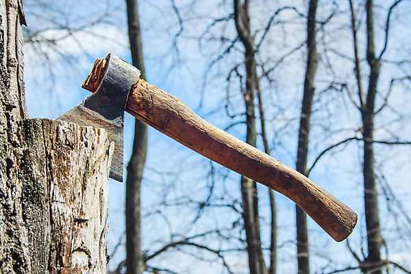 포토 JPG 해외이미지 나무 산업 백그라운드 자연 하늘 손잡이 사람없음 야외 목재 초록색 강 갈색 환경 금속 장비 기구 공구 시골 소나무 업무 칼날 숲 장작 자르기 철 오브젝트 부식 통나무 날카로움 먼지 도끼 나무껍질 무거움 잡동사니 내추럴 벌목 수목 옛날 철강 해외202008 해외포토 식물 컬러 재료 모션 재질 껍질 도구 작업 무게 생태계 파일형식
