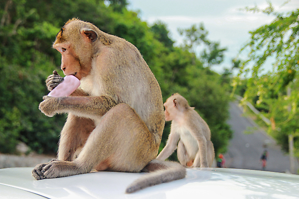 포토 JPG 해외이미지 나무 동물 공원 아시아 얼굴 야생동물 음식 여행 포유류 아프리카 자연 털 앉기 사람없음 야외 초록색 파란색 머리 환경 검은색 분노 흰색 원숭이 아기 입 숲 모피 먹기 멸종 서식지 침팬지 동물상 텍사스 해외202008 해외포토 식물 공공시설 감정 나라 컬러 모션 사람 신체부위 조형물 미국 생태계 파일형식