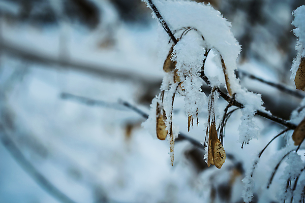 포토 JPG 해외이미지 식물 계절 백그라운드 겨울 자연 건조 사람없음 야외 얼음 추위 백발 흰색 나뭇가지 눈송이 12월 질감 서리 1월 내추럴 2월 시베리아 눈내림 해외202008 해외포토 자연요소 나무 헤어스타일 컬러 눈_날씨 날짜 생태계 파일형식