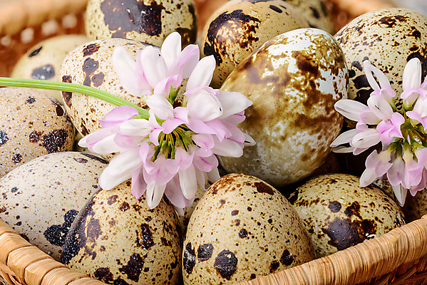 포토 JPG 해외이미지 꽃 음식 분홍색 재료 자연 건강 요리 사람없음 갈색 계란 식사 껍질 신선 그룹 칼 클로버 작음 유기농 날것 내추럴 메추리 해외202008 해외포토 식물 웰빙 컬러 알 크기 생태계 파일형식