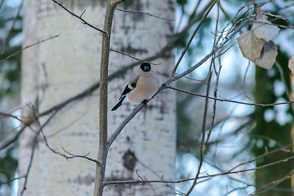 포토 JPG 해외이미지 나무 식물 동물 계절 공원 야생동물 백그라운드 겨울 날개 자연 조류 날씨 사람없음 야외 목재 환경 정원 냉동 추위 나뭇가지 숲 작음 깃털 생물학 꼬리 서리 부리 내추럴 동물상 눈내림 해외202008 해외포토 공공시설 교육 재료 눈_날씨 조형물 크기 생태계 파일형식
