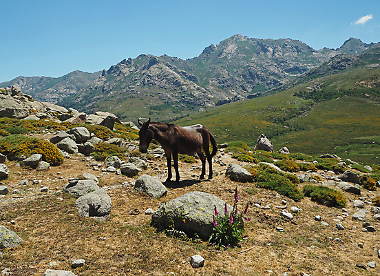 포토 JPG 해외이미지 동물 여행 밭 자연 하늘 산 풍경 초원 사람없음 초록색 여름 파란색 농장 갈색 환경 계곡 맑음 시골 군중 방목 찰과상 해외202008 해외포토 계절 컬러 농업 날씨 사람 축산업 상처 생태계 파일형식