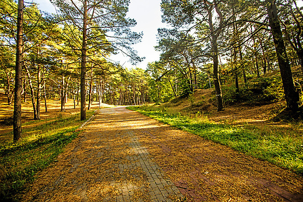 포토 JPG 해외이미지 나무 백그라운드 자연 휴가 휴식 풍경 사람없음 야외 목재 초록색 빛 태양 걷기 환경 맑음 보행자 숲 지역 폴란드 내추럴 방법 해외202008 해외포토 자연요소 식물 유럽 컬러 컨셉 재료 모션 날씨 생태계 파일형식