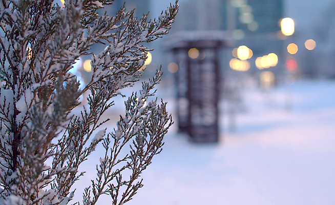 포토 JPG 해외이미지 나무 계절 공원 크리스마스 겨울 자연 날씨 휴가 요정 사람없음 야외 빛 도시풍경 걷기 어둠 황혼 놀람 새벽 추위 흰색 램프 신선 도시 닫기 야간 저녁 12월 서리 장면 상록수 마법 빛망울 1월 폭설 눈내림 해외202008 해외포토 자연요소 식물 공공시설 기념일 감정 컬러 모션 조명 눈_날씨 표정 풍경 일몰 날짜 자연재해 생태계 파일형식
