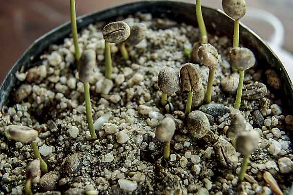 포토 JPG 해외이미지 식물 손 지구 커피 음료 줄기 컨셉 잎 일러스트 자연 새로움 콩 씨앗 사람없음 초록색 농작물 농장 새싹 환경 검은색 희망 흙 놀이방 수확 성장 흰색 시골 작음 땅 유기농 원예 날것 뿌리 고립 땅바닥 모종 묘목 생태학 아라비카 해외202008 해외포토 나무 웰빙 교육 감정 컬러 농업 곡류 바닥 취미 신체부위 크기 생태계 파일형식