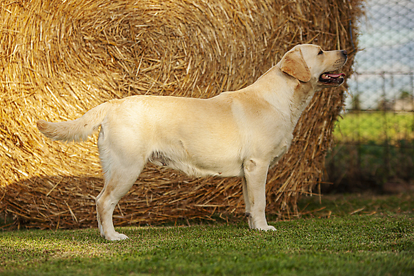 포토 JPG 해외이미지 동물 백인 1 응시 공원 여자 행복 포즈 백그라운드 포유류 자연 미소 사람 앉기 성인 사람없음 야외 반려동물 노란색 우정 가을 흰색 표현 개 리트리버 강아지 래브라도리트리버 송곳니 고립 기르기 동반자 유래 해외202008 해외포토 서양인 시선 계절 공공시설 감정 컬러 모션 표정 친구 치아 생태계 돌봄 파일형식