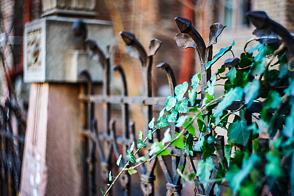 포토 JPG 해외이미지 식물 곡선 건축양식 학교 사람없음 울타리 도시풍경 도시 도심 아이비 상록수 타운 고딕 옛날 조지아 해외202008 해외포토 교육 건축 선 풍경 담장 동유럽 파일형식