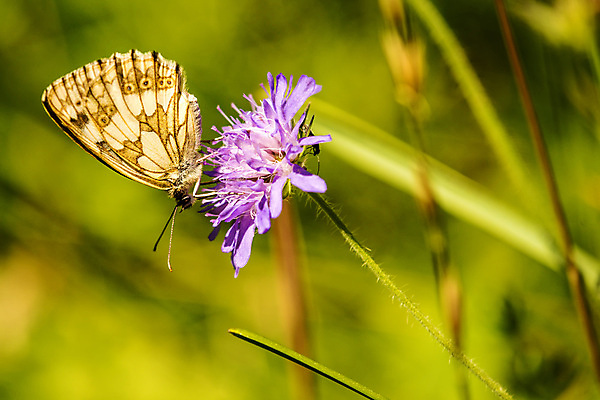 포토 JPG 해외이미지 동물 꽃 야생동물 나비 곤충 백그라운드 자연 독일 사람없음 초록색 흰색 신선 배열 동물상 해외202008 해외포토 식물 유럽 컬러 조형물 생태계 파일형식