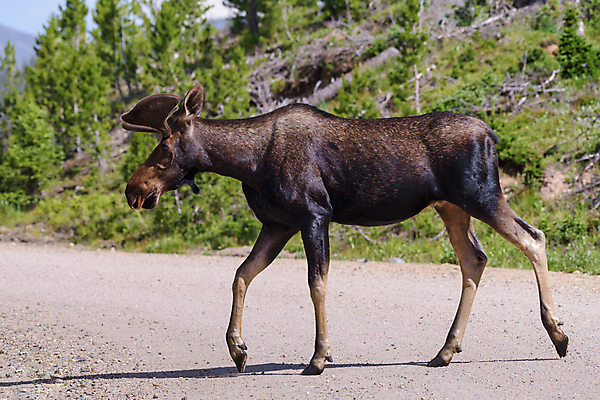 포토 JPG 해외이미지 동물 호수 야생동물 포유류 자연 산 털 종류 사람없음 물 갈색 어둠 코트 종 흰색 소나무 소 습지 숲 위험 큼 시원함 속눈썹 버드나무 황소 코 귀 무거움 주둥이 엘크 콜로라도 벨벳 해외202008 해외포토 자연요소 나무 컬러 컨셉 신체부위 미국 외투 무게 크기 실크 눈썹 생태계 파일형식