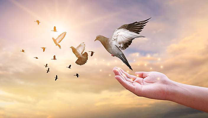 포토 JPG 해외이미지 구름 라이프스타일 손 웰빙 감정 실루엣 종교 선 컨셉 포옹 자연 조류 하늘 건강 사랑 사람 사람없음 야외 여름 햇빛 평화 희망 고요 일몰 자유 기도 영혼 좌절 순수 명상 비둘기 신성 추수감사절 신앙심 존경 해외202008 해외포토 자연요소 동물 계절 기독교 안기 촬영기법 생활 신체부위 태양 노을 생태계 파일형식