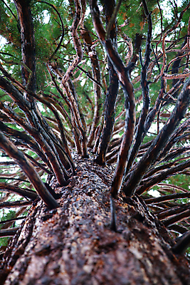 포토 JPG 해외이미지 나무 공원 자연 하늘 풍경 사람없음 빨간색 초록색 골짜기 미국 숲 큼 캘리포니아 침엽수 거인 옛날 전국 해외202008 해외포토 식물 공공시설 컬러 북아메리카 크기 생태계 파일형식