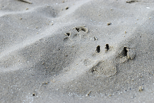 포토 JPG 해외이미지 동물 모래 백그라운드 자연 추상 사람없음 반려동물 모래사장 갈색 산책 젖음 개 인쇄 큼 발자국 질감 서명 선로 양발 자취 집게발 해외202008 해외포토 바다 컬러 무늬 포유류 자국 휴식 크기 생태계 파일형식