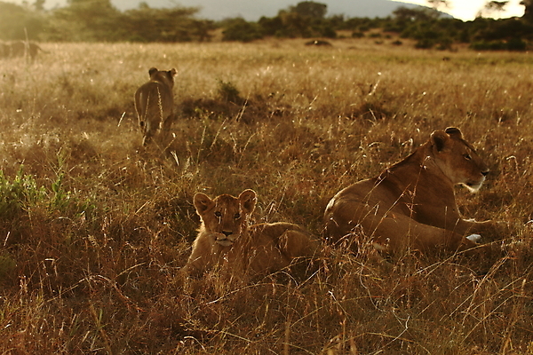 포토 JPG 해외이미지 동물 야생동물 어린이 새끼 2 포유류 아프리카 자연 놀이 엄마 생물 털 동물원 앉기 사람없음 노란색 고양이 마시기 게임 아기 못 황무지 보호 위험 사자 모피 사파리 육식동물 지역 분화구 케냐 사자자리 서식지 동쪽 내추럴 결백 동물상 사바나 해외202008 해외포토 나라 컬러 컨셉 가족 모션 사람 반려동물 조형물 별자리 공구 방향 생태계 화산 파일형식