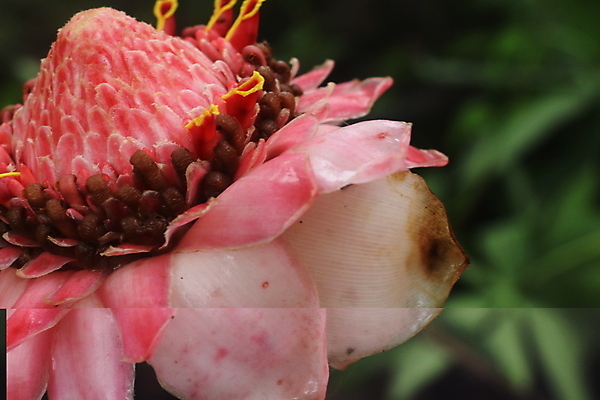 포토 JPG 해외이미지 식물 꽃잎 꽃 아시아 분홍색 백그라운드 잎 꽃무늬 태국 자연 사람없음 빨간색 초록색 컬러풀 머리 정원 봄 성장 벚꽃 흰색 손전등 개화 닫기 묘사 싱글 생강 내추럴 강렬 고립 이국적 파라다이스 해외202008 해외포토 계절 나라 컬러 무늬 채소 모션 조명 신체부위 생태계 파일형식