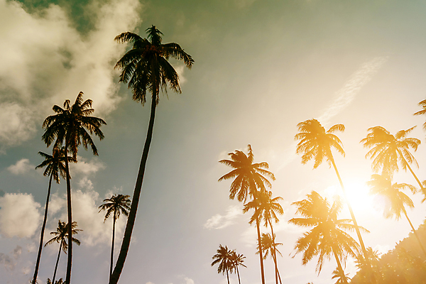 포토 JPG 해외이미지 나무 식물 디자인 계절 실루엣 모래 바다 분홍색 섬 여행 백그라운드 잎 패턴 자연 하늘 휴가 손바닥 풍경 사람없음 야외 빨간색 초록색 물 여름 파란색 빛 태양 노란색 우주 맑음 일몰 봄 수확 흰색 달콤 질감 하와이 코코넛 내추럴 고립 마이애미 해외202008 해외포토 자연요소 손 컬러 무늬 농업 과일 날씨 촬영기법 노을 미국 맛 생태계 파일형식
