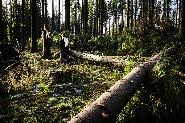 포토 JPG 해외이미지 나무 계절 유럽 백그라운드 자연 바람 날씨 서기 풍경 사람없음 야외 목재 초록색 여름 환경 손상 죽음 황무지 떨어짐 숲 폭풍 내추럴 깨짐 삼림지대 썩음 옛날 재앙 해외202008 해외포토 자연요소 식물 나라 컬러 컨셉 재료 모션 생태계 파일형식