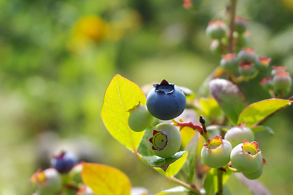 포토 JPG 해외이미지 식물 계절 열매 백그라운드 잎 농업 다이어트 과일 재료 자연 디저트 건강 사람없음 야외 초록색 파란색 농작물 컬러풀 햇빛 우주 정원 수확 나뭇가지 신선 닫기 다발 관목 묘사 싱글 유기농 블루베리 날것 내추럴 숙성 월귤 맛있는 해외202008 해외포토 나무 웰빙 산업 음식 컬러 모션 태양 생태계 파일형식