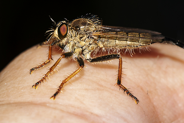 포토 JPG 해외이미지 동물 곤충 자연 사람없음 벌레 딱정벌레 육식동물 해외202008 해외포토 생태계 파일형식