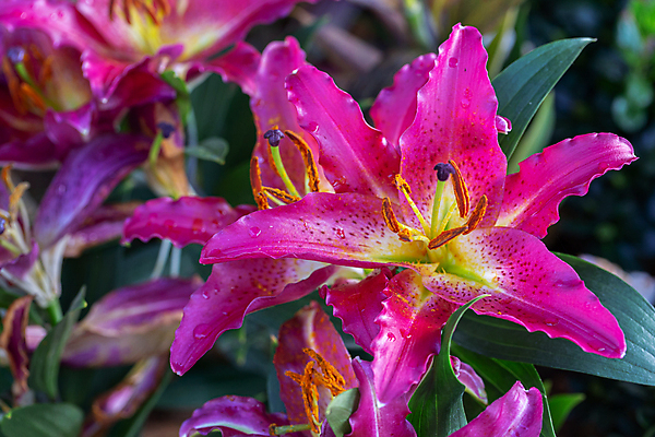 포토 JPG 해외이미지 나무 식물 계절 공원 꽃잎 꽃 분홍색 여행 백그라운드 잎 겨울 꽃무늬 태국 자연 하늘 산 풍경 사람없음 야외 목재 초록색 여름 파란색 컬러풀 일출 정원 봄 낭만 벚꽃 나뭇가지 신선 개화 체리 숲 백합 내추럴 해외202008 해외포토 공공시설 아시아 컬러 컨셉 무늬 과일 재료 노을 생태계 파일형식