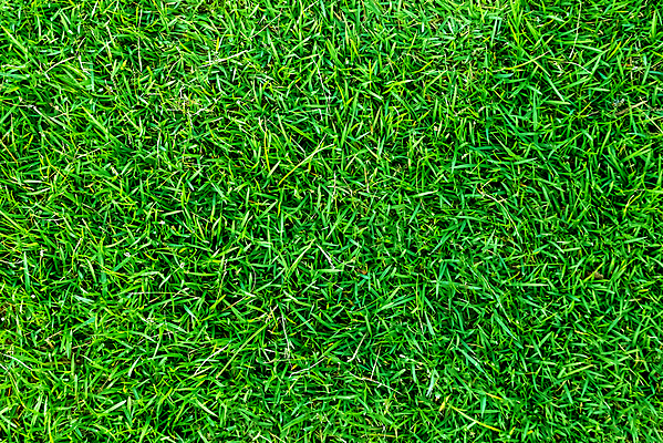 포토 JPG 해외이미지 식물 스포츠 백그라운드 잎 패턴 밭 골프 자연 벽지 놀이 풍경 잔디 초원 사람없음 야외 장식 초록색 환경 정원 축구 경기장 봄 성장 게임 신선 땅 허브 에코 질감 내추럴 땅바닥 생태학 그리너리 해외202008 해외포토 계절 교육 컬러 무늬 농업 스포츠시설 바닥 구기 생태계 파일형식 트랜드컬러