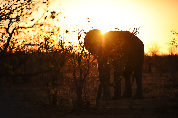 포토 JPG 해외이미지 동물 공원 도로 야생동물 모래 여행 포유류 아프리카 자연 코끼리 사람없음 야외 빨간색 세로 초록색 관광지 산책 탐험 치아 큼 사파리 황소 상아 나미비아 옛날 웅장함 전국 접근 해외202008 해외포토 공공시설 나라 길 컬러 교통시설 휴식 소화기관 소 크기 생태계 남아프리카 파일형식