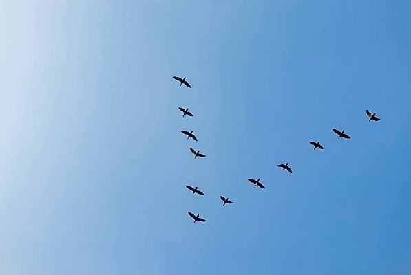 EPS 해외이미지 동물 구름 디자인 야생동물 백그라운드 날개 일러스트 자연 조류 하늘 풍경 파란색 환경 검은색 일몰 자유 흰색 그룹 깃털 거위 동물상 생태학 해외202008 해외일러스트 자연요소 교육 컬러 컨셉 조형물 노을 생태계 파일형식 벡터