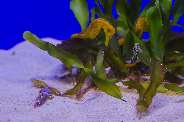 포토 JPG 해외이미지 식물 동물 디자인 야생동물 바다 꽃다발 백그라운드 잎 꽃무늬 일러스트 자연 벽지 추상 수채화 항해 사람없음 그래픽 장식 초록색 물 여름 수중 조약돌 흰색 그림 수족관 고립 구성 동물상 베이비샤워 해외202008 해외포토 자연요소 계절 꽃 컬러 무늬 배_교통 이벤트 조형물 돌_바위 생태계 파일형식